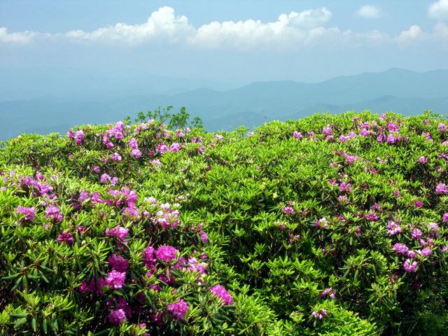 craggy gardens